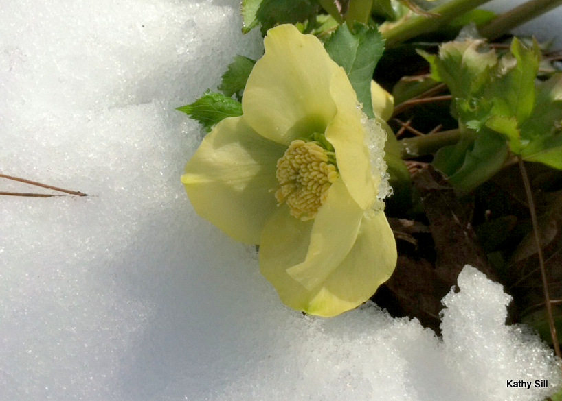 My friend Kathy's yellow Hellebore peaking through the snow.